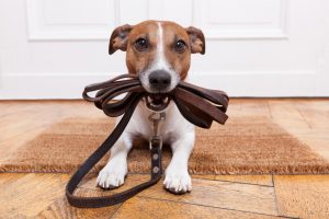 pet dog holding leash