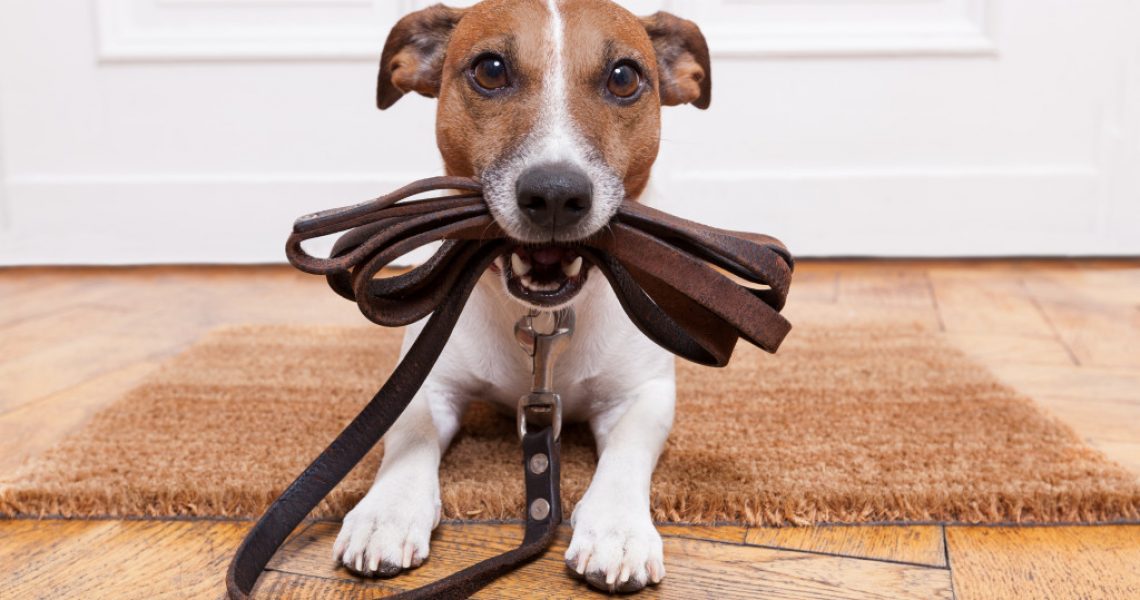 pet dog holding leash